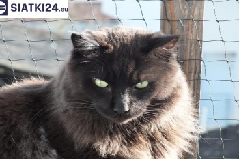 Siatki Żory - Zabezpieczenie balkonu siatką - Kocia siatka - bezpieczny kot dla terenów Żor